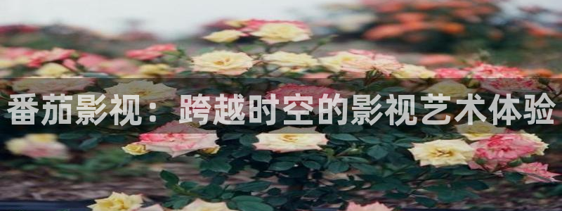 超碰亚洲国产精品人人人：番茄影视：跨越时空的影视艺术体验